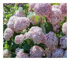 Hydrangea Paniculata Wim S Red Hydrangea Wim S Red Plant In 3 5 Pot 5 05 Picclick Uk Red Plants Red Hydrangea Hydrangea Paniculata