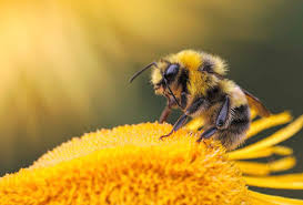 Prime bees offers live bee removals for bryan/college station and surrounding areas. Bees Wasps Nest Removal Services Uae