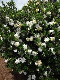 White, fragrant blooms emerge in spring and rebloom in summer and even fall! Bracy S Nursery Jubilation Gardenia Gardenia Facebook