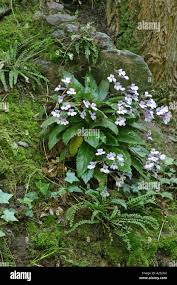 Image result for Gesneriaceae