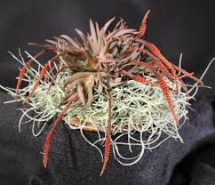 Image result for Oberonia