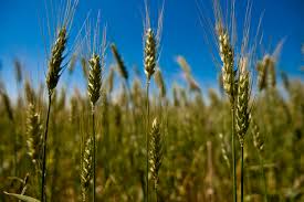 Resultado de imagem para trigo