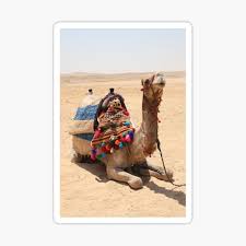 Arab with camel in desert. Camel In Desert Stickers Redbubble