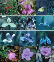 Image result for Pseuderanthemum ludovicianum