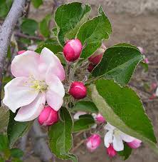 Annotations from ann acheson landscape designs, irvington. Why Are My Apples Blooming During Fall Msu Extension