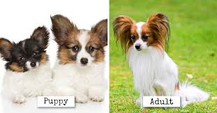 See more ideas about puppies, dogs, dogs and puppies. Forever Young 19 Dog Breeds That Look Like Adorable Puppies Their Whole Life