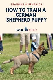 German Shepherds Become Valued Guard Dogs Breeds And For Search And Rescue Oper German Shepherd Puppies Training German Shepherd Puppies German Shepherd Breeds