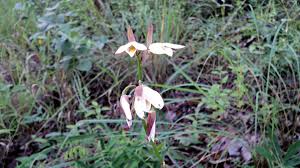 Image result for Eulophia ovalis