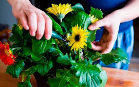 как ухаживать за герберой в горшке в домашних условиях Gerbera Komnatnaya Uhod V Domashnih Usloviyah Foto Cvetka