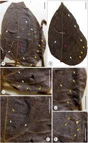 Image result for Rhynchosia congensis