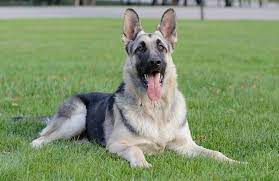 Click here for a puppy application today! German Shepherd Colors A Complete List Of All 13 Recognized Coat Colors All Things Dogs