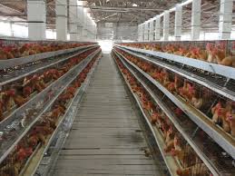 Akan tetapi, umumnya produksi telur terbaik ada. Contoh Proposal Budidaya Ternak Ayam Petelur Home Business