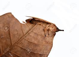 Maybe you would like to learn more about one of these? The Lasiocampidae Eggars Snout Moths Lappet Moths Brown Butterfly Stock Photo Picture And Royalty Free Image Image 148415722