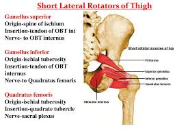 Inferior gluteal nerve (l5, s1, s2) function: Muscles Of The Lower Extremities Ppt Download
