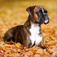 These are of paramount importance in the boxer breed. Boxer Puppies For Sale Available In Phoenix Tucson Az