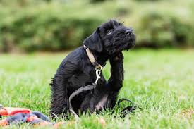 A daunting number of microbes can threaten our dogs ears. Yeast Infections In Dogs Small Door Veterinary
