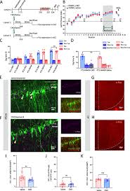 Image result for training effect schema