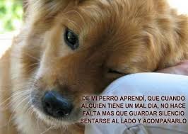 Maybe you would like to learn more about one of these? 4 Fotos Tiernas Con Frases De Amor Para Perros Y Mascotas