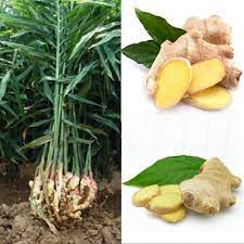 100pcs Gardening Seeds Ginger Seeds 4 Seasons Fast Grow Ginger Seeds Plants New Ebay Garden Seeds Growing Ginger Plants
