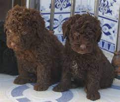 Cães de companhia e não causam alergias. Perro De Agua Espanol Bebes 3 Spanischer Wasserhund Hunde Tiere