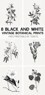 Antique Botanical Prints Black And White Beautiful And Minimalistic Wall Art Grab Your Free Black And White Vintage Botanical Prints By In 2020 Black And White Wall Art Free Wall Art Botanical Prints Free