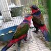 Lantas seperti apa penampakan dari burung kakatua ini? Https Encrypted Tbn0 Gstatic Com Images Q Tbn And9gcrmrbgz9wr1bs6wnutf3vlohqoh0pujvboei 4fc50cptgxuoaw Usqp Cau