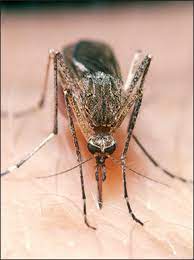 (wood) — kent county says it has detected its first cases of west nile virus in mosquitoes so far this year. Increase Of West Nile Virus Cases In Europe For 2018 The Lancet