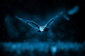 Animal Bird Dark Fly Night Owl Wild Animal Jagen Hd Wallpaper Wallpaper