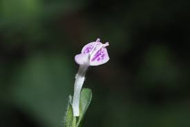 Image result for Dicliptera minor