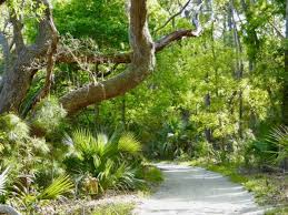 This popular state park is a wonderful place to visit any time of the year. Edisto Beach State Park 2021 Charleston Visitors Guide