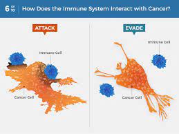 Symptoms and the results of physical exams and imaging tests might suggest that a person has bone cancer. What Is Cancer National Cancer Institute