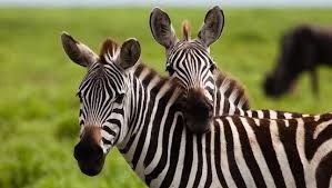 Does the zebra black with white stripes or white stripes with black? Where Do Zebras Live