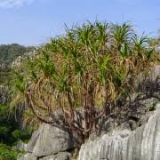 Image result for Pandanus sp. B