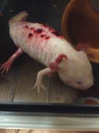 ウーパールーパー 昼ごろ 至急 レッドレッグ 出血 エサ 土管 ウーパールーパー ウーパールーパー 水槽 ウー