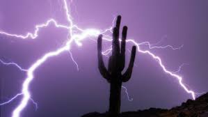 Place the plant near a bright. 8 Things You Might Not Know About The Saguaro Cactus