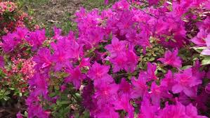 United states department of agriculture restrictions. every state has their own unique usda restrictions on which plants they allow to come into their state. Rhododendron Flowering Shrubs Trees Bushes Stock Footage Video 100 Royalty Free 1028216363 Shutterstock