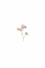 Pin By Laura Lazo On White Aesthetic Flower Aesthetic Aesthetic Backgrounds Flower Drawing