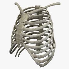 The rib cage protects the organs in the thoracic cavity, assists in respiration, and provides support for. Rib Cage 3d C4d