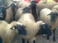 Apare un anunt nou conform filtrelor cautarii tale salvate. Vand Oi Karakul