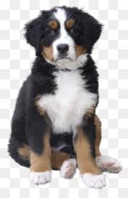 I have been creating dog breed coloring pages for many different dog breeds. Bernese Mountain Dog Png Bernese Mountain Dog Black Bernese Mountain Dog Silhouette Bernese Mountain Dog Outline Bernese Mountain Dog Cartoon Bernese Mountain Dog Mix Bernese Mountain Dog Graphics Miniature Bernese Mountain Dog Bernese Mountain Dog