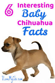 Two males and one female. 8 Interesting Baby Chihuahua Facts I Love My Chi