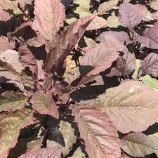 Image result for Amaranthus dubius