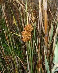 Image result for Juncus lomatophyllus