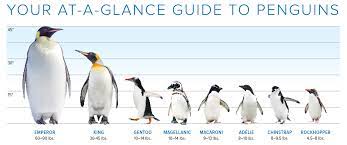 First attested in the 16th century in reference to the auk of the northern hemisphere; Meet The Elite 8 Penguins Of The Southern Ocean