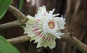 Image result for Gardenia imperialis