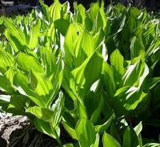 Image result for Viscum littorum