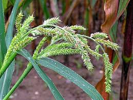 Ternyata iklim dibagi menjadi 4 macam, yaitu tropis, subtropis, sedang dan dingin. Weeds In The Garden Description And Photo Of Weeds Crop Production