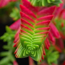 Image result for Crassula capitella