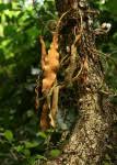 Image result for Pyrrosia rhodesiana