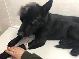 Raskolot Cherep Vybit Glaz Poteryala Mnogo Krovi Sobaka Postradavshaya Ot Ruk Zhivodera V Ruzhanah Boretsya Za Zhizn Brestskaya Gazeta